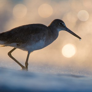 Florida-Wildlife-100