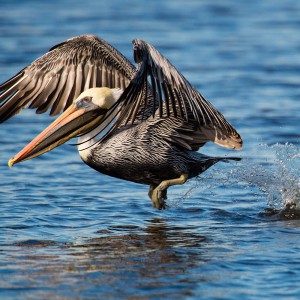 Florida-Wildlife-101