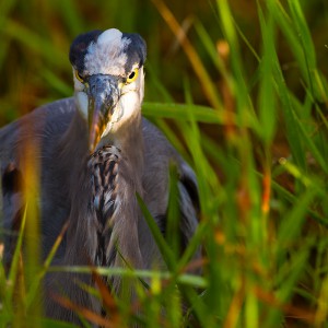 Florida-Wildlife-77