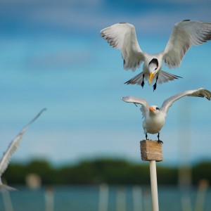 Florida-Wildlife-78