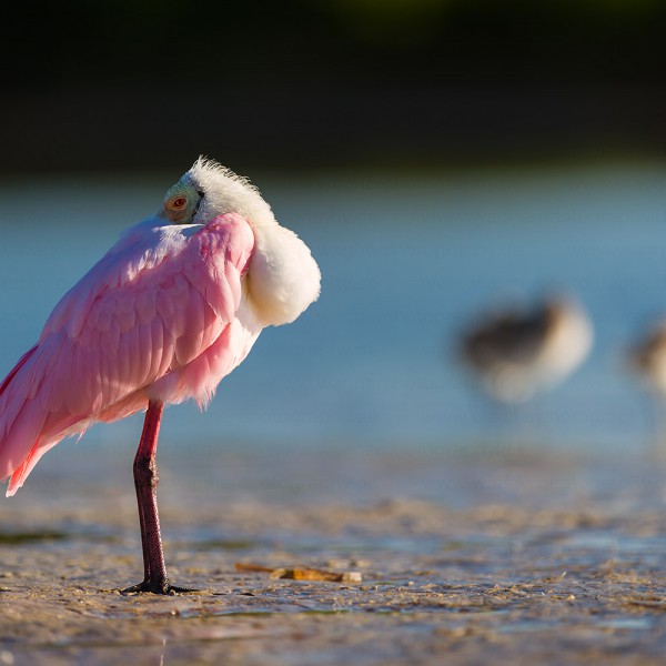 Florida-Wildlife-82