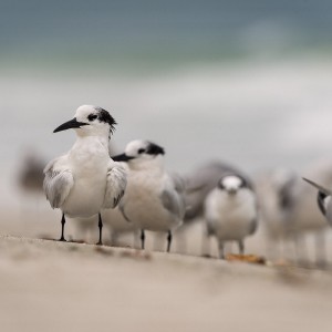 Florida-Wildlife-86