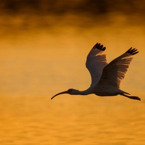 Florida-Wildlife-92