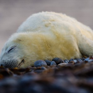 Shooting Gray Seals Shooting Gray Seals