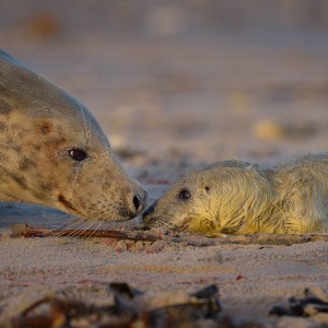Shooting Gray Seals Shooting Gray Seals