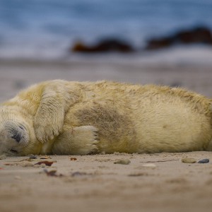 Shooting Gray Seals Shooting Gray Seals