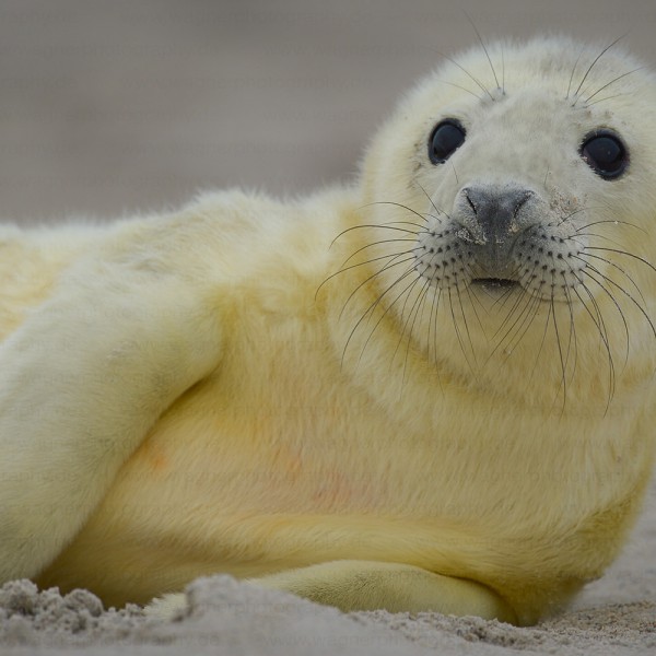 Shooting Gray Seals Shooting Gray Seals