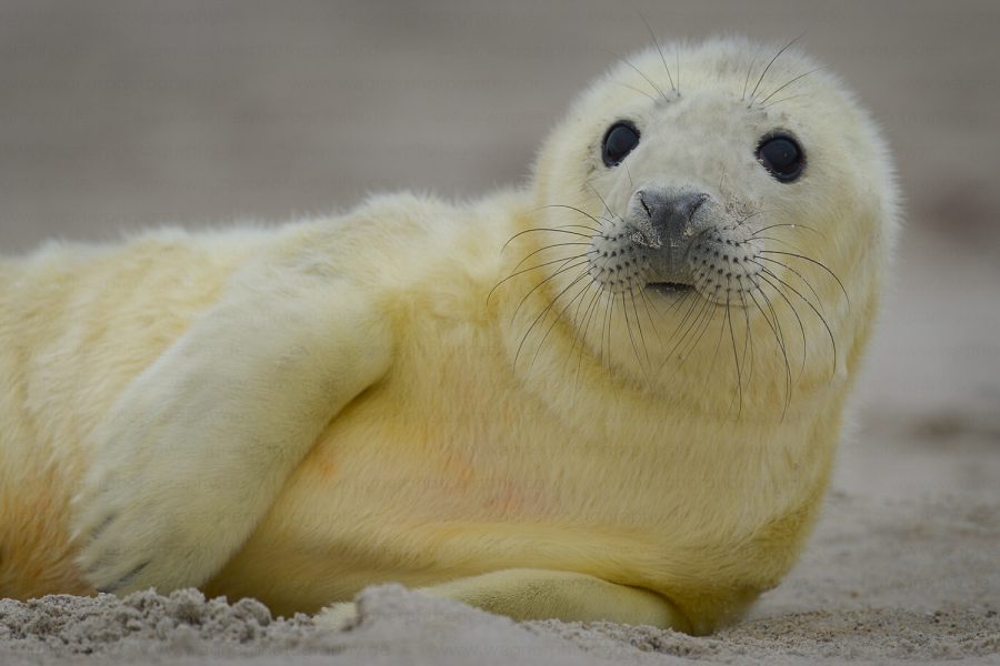 Shooting Gray Seals