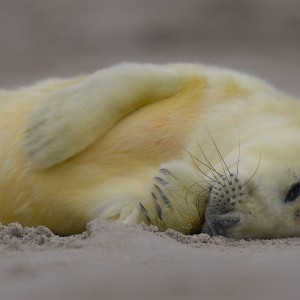 Shooting Gray Seals Shooting Gray Seals