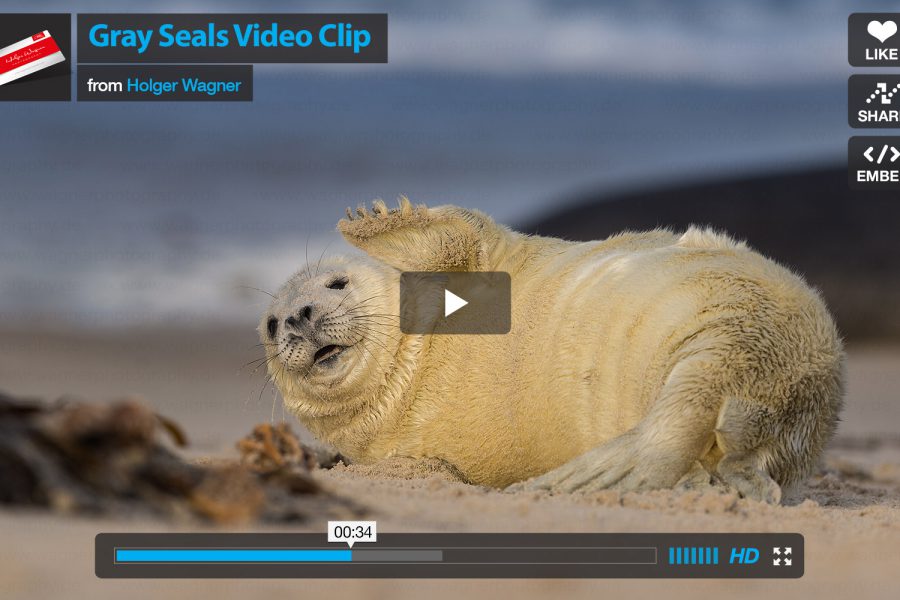 Gray-Seals-Video-Clip