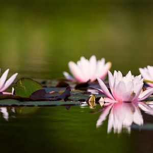 Water-Lily-04